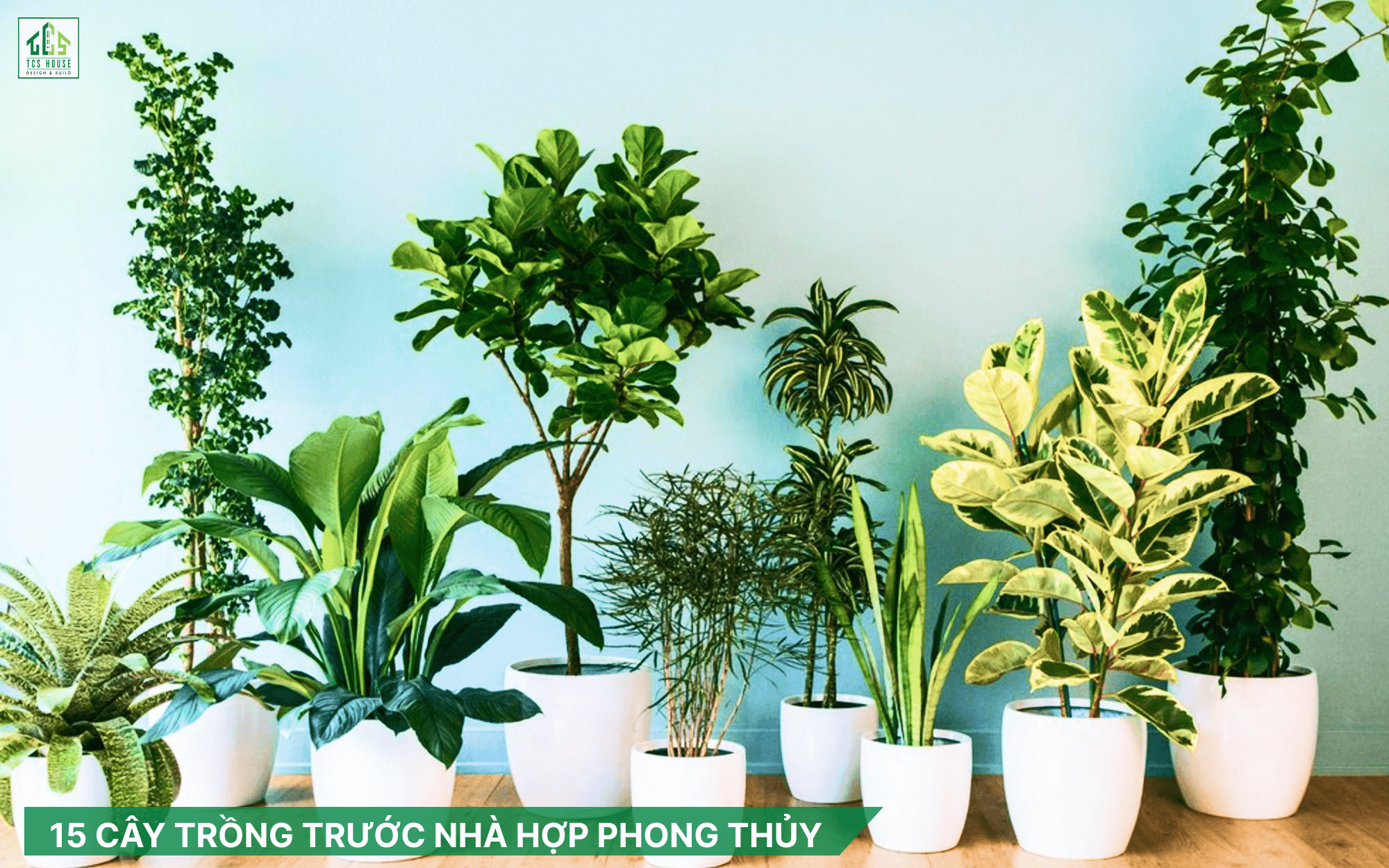 15 Cây Trồng Trước Nhà Hợp Phong Thủy Tốt Cho Gia Chủ