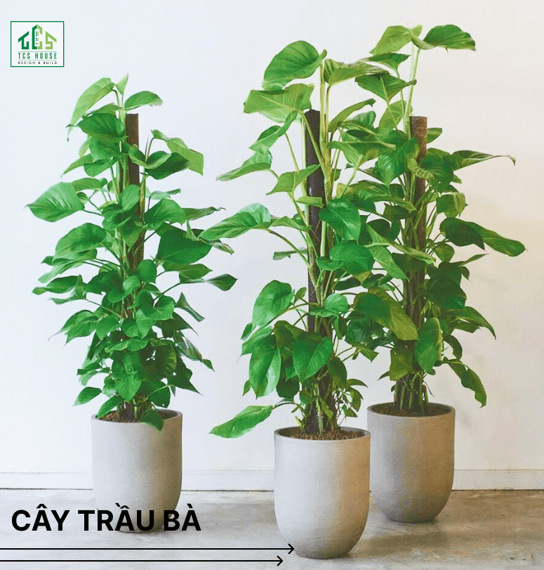 Cây trầu bà là cây trồng trước nhà hợp phong thủy và tốt cho gia chủ