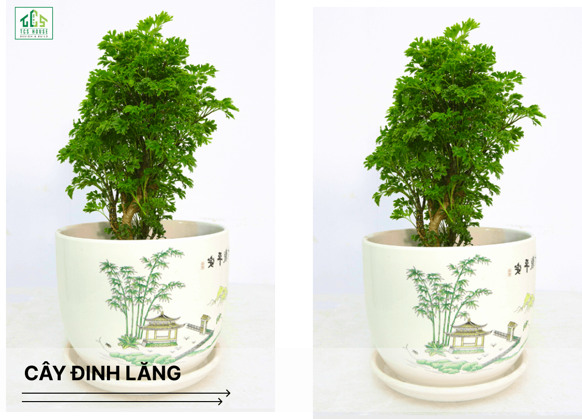 Cây đinh lăng là cây trồng trước nhà hợp phong thủy và tốt cho gia chủ