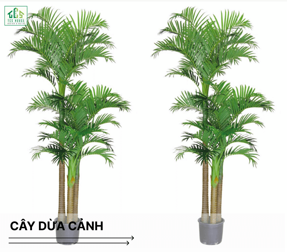Cây dừa cảnh là cây trồng trước nhà hợp phong thủy và tốt cho gia chủ