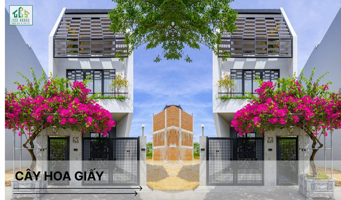 Cây hoa giấy là cây trồng trước nhà hợp phong thủy và tốt cho gia chủ