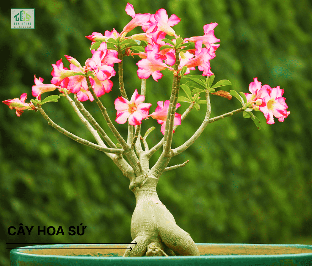 Cây hoa sứ là cây trồng trước nhà hợp phong thủy và tốt cho gia chủ