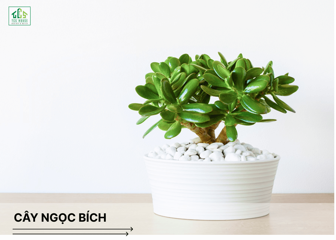 Cây ngọc bích là cây trồng trước nhà hợp phong thủy và tốt cho gia chủ
