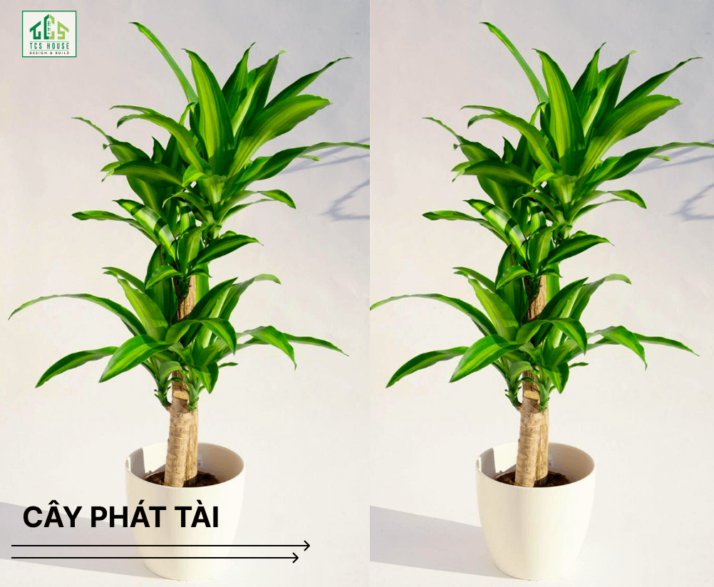Cây phát tài là cây trồng trước nhà hợp phong thủy và tốt cho gia chủ