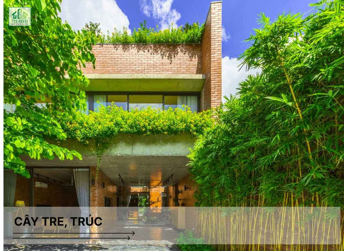 Cây tre, trúc là cây trồng trước nhà hợp phong thủy và tốt cho gia chủ