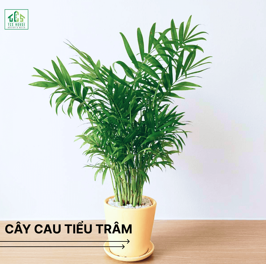 Cây cau tiểu trâm là cây trồng trước nhà hợp phong thủy và tốt cho gia chủ