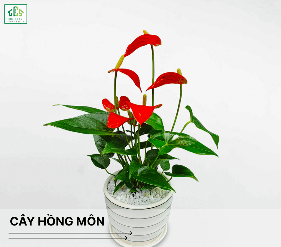 Cây hồng môn là cây trồng trước nhà hợp phong thủy và tốt cho gia chủ