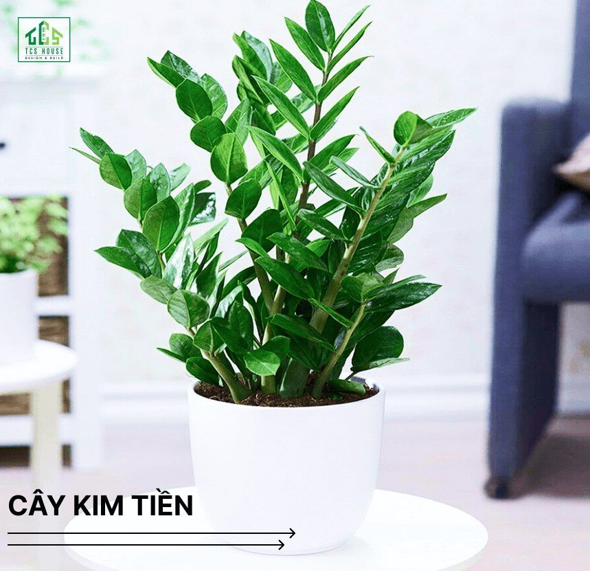 Cây kim tiền là cây trồng trước nhà hợp phong thủy và tốt cho gia chủ