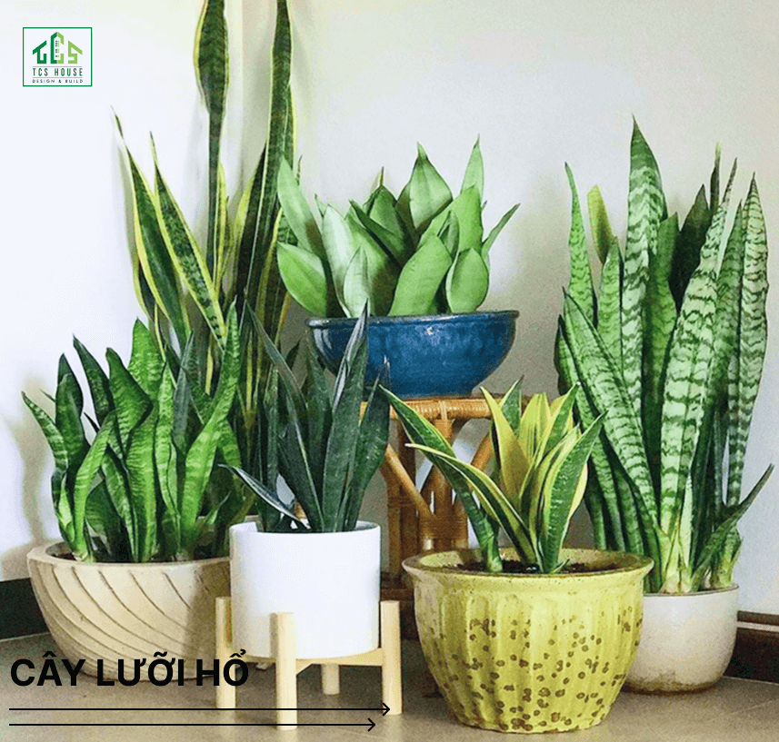 Cây lưỡi hổ là cây trồng trước nhà hợp phong thủy và tốt cho gia chủ