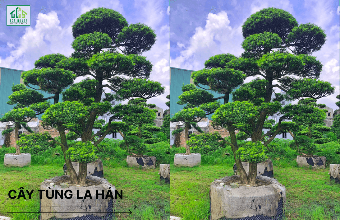 Cây tùng la hán là cây trồng trước nhà hợp phong thủy và tốt cho gia chủ