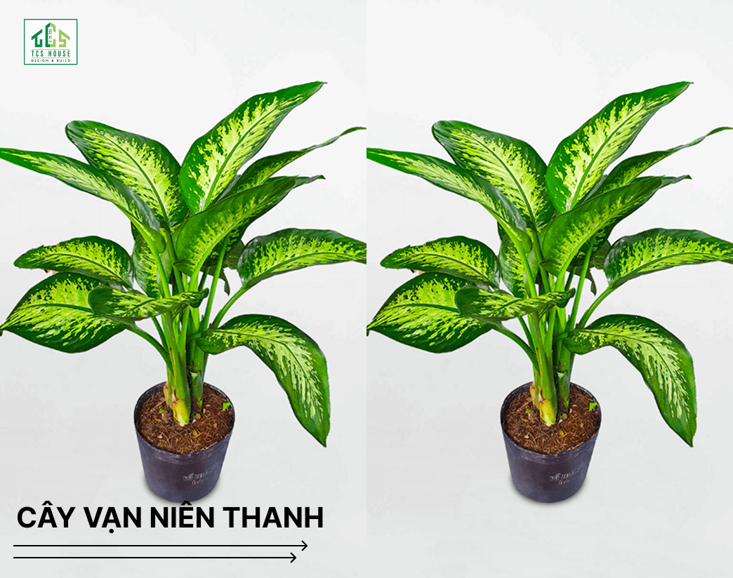 Cây vạn niên thanh là cây trồng trước nhà hợp phong thủy và tốt cho gia chủ